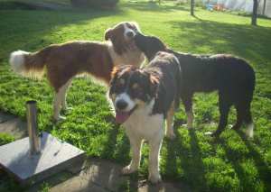 Merlin20111016Merlin4 055.jpg